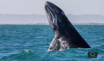 Miradas por la conservación | La crisis de la ballena gris