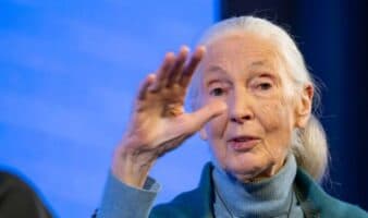 Jane Goodall, la primatóloga que revolucionó la ciencia y contagió de esperanza al mundo | Mongabay