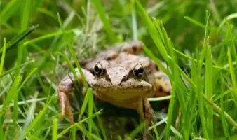 Conoce más sobre el Reto Naturalista México Otoño 2025