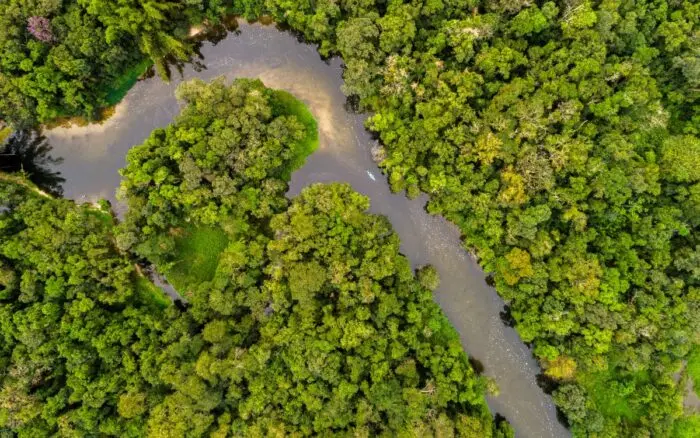 ¿En qué consiste el fondo para salvar los bosques que propone Brasil en la COP30?