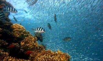 Los arrecifes de coral al borde del colapso por el calentamiento global, advierte informe mundial