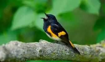 Audubon | Cambio climático pone en riesgo a las aves forestales más vulnerables de Latam