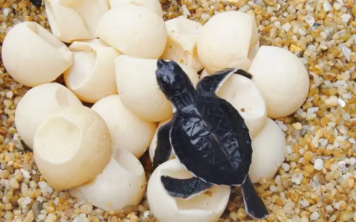 Liberan 213 crías de tortugas marinas en Guerrero