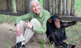 Muere Jane Goodall a los 91 años: la mujer que dio voz a los chimpancés