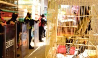 Fallo histórico: prohíben la venta de animales en el Mercado de Sonora