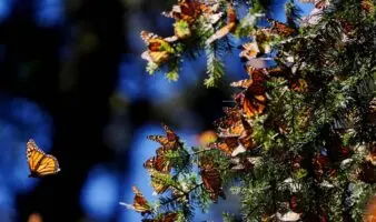 La ruta que une a tres naciones: México inaugura la Primera Cumbre Nacional Mariposa Monarca