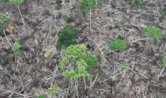 Ecuador: entre 2020 y 2024, se deforestó un área equivalente a la superficie de Luxemburgo