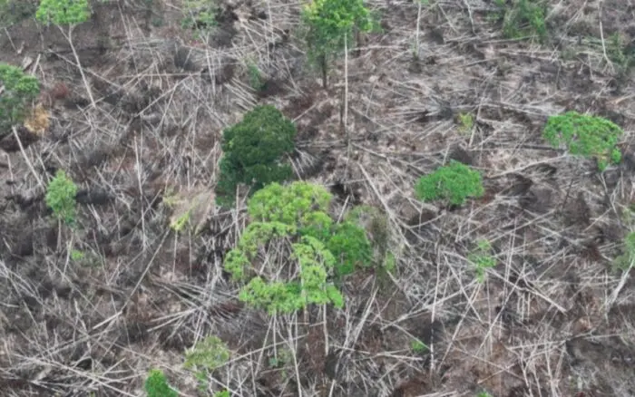 Ecuador: entre 2020 y 2024, se deforestó un área equivalente a la superficie de Luxemburgo