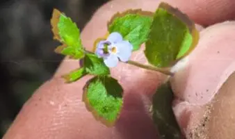 Descubren a antiguo morador en el municipio Bustamante, Nuevo León.