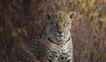 El jaguar, emblema de biodiversidad y cultura en el Mundial 2026