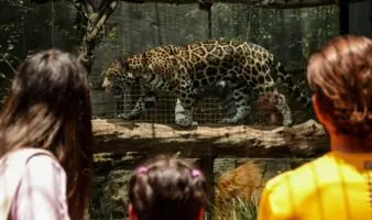 El jaguar en México: obra clave para su conservación