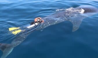Río Lady: la tiburón ballena rastreada satelitalmente por casi cinco años revela zonas clave de protección