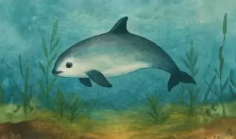 Vaquita marina 2025: Señales de esperanza para el mamífero marino más amenazado del planeta
