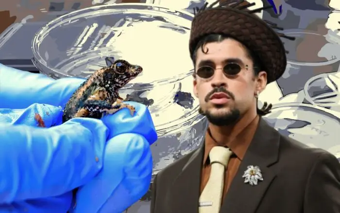 El Sapo Concho, un espécimen endémico que Bad Bunny ayudó a salvar de la extinción