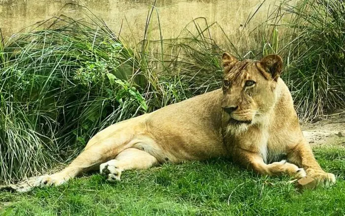 Leona mata a un hombre en zoológico de Brasil; no será sacrificada