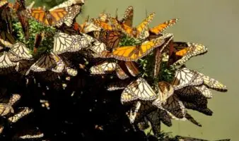 Santuarios de la monarca estarán abiertos hasta marzo de 2026 en Michoacán y Edomex