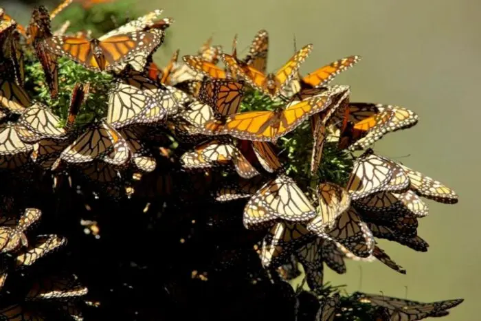 Santuarios de la monarca estarán abiertos hasta marzo de 2026 en Michoacán y Edomex