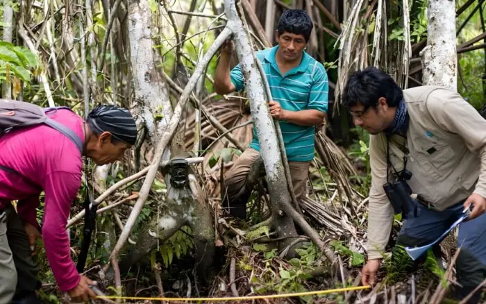Ojos del bosque: comunidades ribereñas de Perú instalan cámaras trampa para proteger la biodiversidad del Alto Mayo