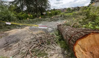 Diputados aprueban por unanimidad reformas que endurecen penas por delitos contra el ambiente