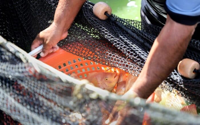 Congreso debate protección legal de los peces en México