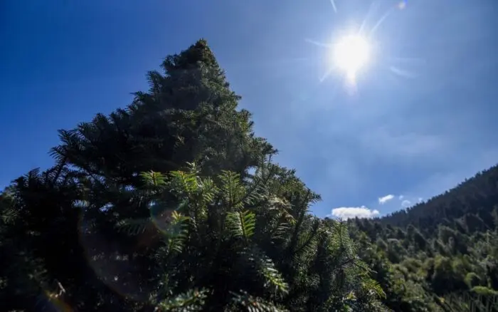 Árbol de Navidad artificial o natural ¿qué es mejor para el medio ambiente?
