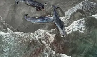 Japón enfrenta su primera demanda por no frenar el cambio climático