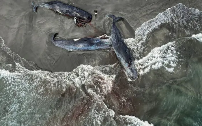 Japón enfrenta su primera demanda por no frenar el cambio climático