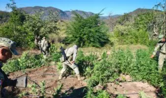 Operativo en Culiacán | Destruyen plantío de marihuana de 120 metros cuadrados