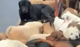 Refugio Franciscano tuvo a cientos de perros en un 'inmundo infierno': Fundación Antonio Hagenbeck