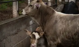 México activa emergencia de sanidad animal por gusano barrenador