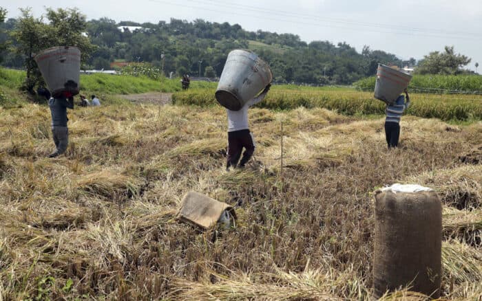 Gobierno federal anuncia apoyo económico para productores de arroz ante caída de precios internacionales