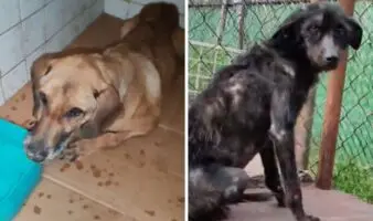 Refugio Franciscano hacinó a miles de perros y rechazó proyecto para un mejor albergue: Fundación Antonio Hagenbeck