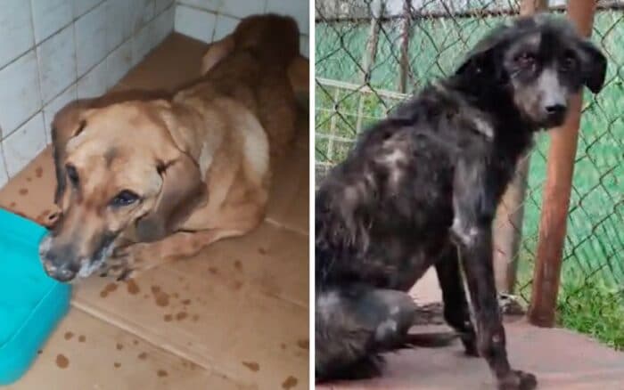 Refugio Franciscano hacinó a miles perros y rechazó proyecto para un mejor albergue: Fundación Antonio Hagenbeck