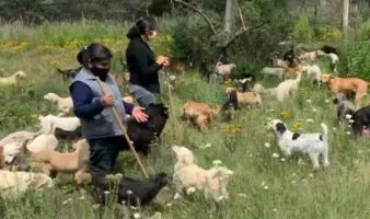 Suspensión obliga a devolver predio al Refugio Franciscano; Fundación Hagenbeck está en desacato, acusa abogado
