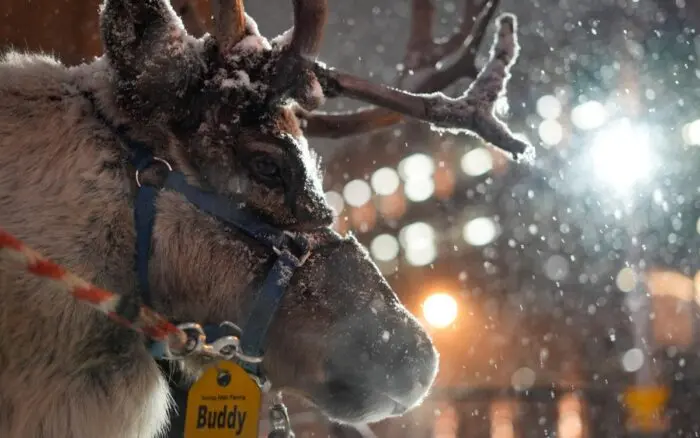 El reno frente al cambio climático: el símbolo del invierno que podría desaparecer
