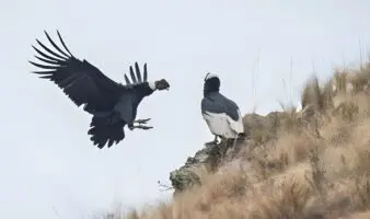 Bolivia: el Cañón de Pilaya, el sexto más profundo del mundo, da otra oportunidad al cóndor y al oso andino