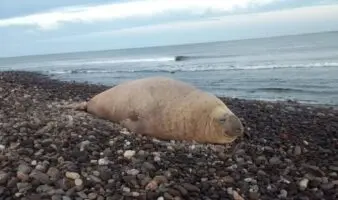 Elefante marino nada lejos de su hogar y 'turistea' en playas de Nayarit
