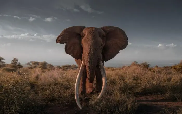 Kenia pierde a Craig, uno de los últimos elefantes supercolmillos de África