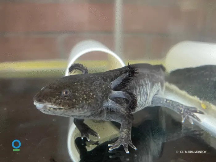 Restaurar el humedal | Xochimilco para recuperar el agua, los alimentos y el hogar del axolote