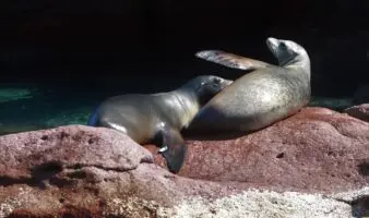 Refuerzan rescate de lobos marinos: Profepa y Cabet amplían colaboración