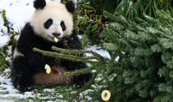 Entre nieve y bambú: pandas gigantes disfrutan el invierno en el zoológico de Viena
