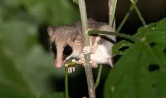 El tlacuache ratón yucateco y el valor de la ciencia ciudadana