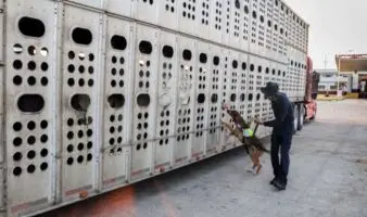 México intensifica contención del Gusano Barrenador del Ganado