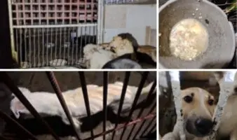 Peritaje tras denuncia penal revela negligencias con perros en Refugio Franciscano: hacinamiento extremo, enfermedades y donas de chocolate como alimento