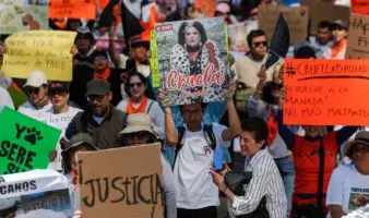 Refugio Franciscano: manifestantes acusan "masacre" canina