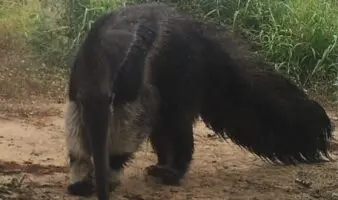 Alerta en el Chaco paraguayo: Así resiste el oso hormiguero a la invasión de su hábitat