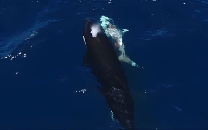 Científicos logran imágenes únicas de orcas depredando tiburones blancos juveniles en México | Estudio