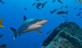 Los tiburones y una ventana al pasado: Cómo era el Pacífico Este Tropical antes de la pesca indiscriminada | Estudio