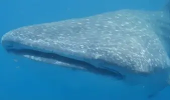 México: Una investigación con drones revela cómo el turismo impacta al tiburón ballena