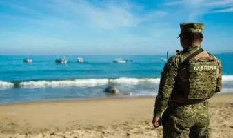 'Panchito', el elefante marino que tiene escolta y cuidado de biólogos